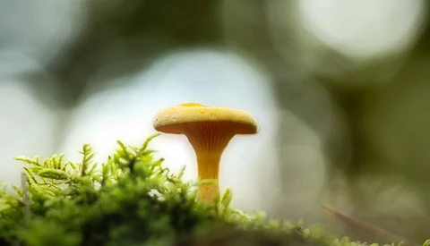 Tiny golden mushroom emerging from vibrant green moss with blurred bokeh background.