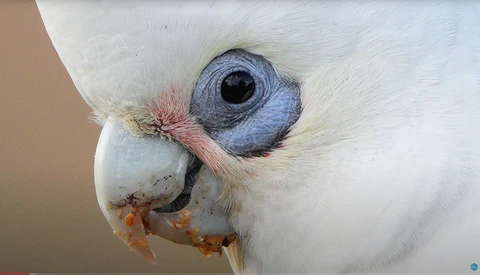 Close-up of a white cockatoo's head showing its pale blue eye, curved beak, and pink feathers near the eye.