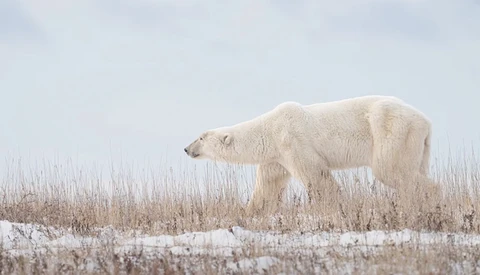 Polar bear walking through snow and dried grass in an Arctic landscape.