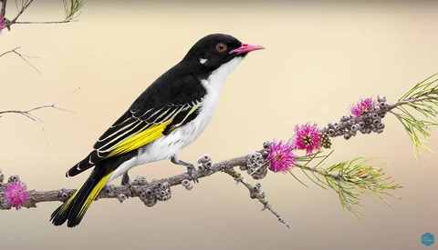 Illustration of a black bird with yellow wing markings perched on a flowering branch against a pale background.