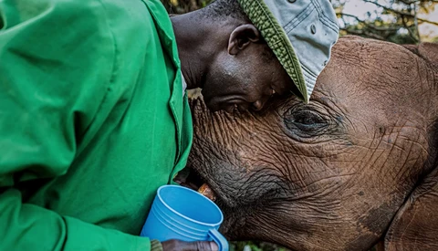 Caretaker bottle-feeding a young rhinoceros calf during wildlife care.