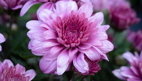 Pink dahlia flowers with layered petals in soft focus garden setting.
