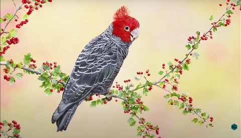 Illustration of a red-headed parrot perched among branches with red berries.