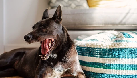 Dark dog with mouth wide open, yawning or vocalizing indoors near cushions.