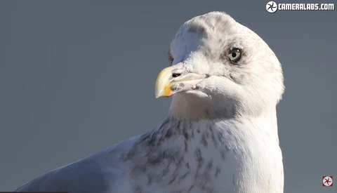 Close-up profile of a white seagull with yellow beak against clear blue sky.