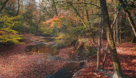 Autumn forest stream surrounded by fallen leaves and bare trees with golden foliage overhead.