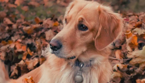 Golden Retriever with light coat and collar looking to the side among autumn foliage.