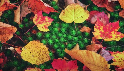 Autumn leaves in vibrant reds, yellows, and oranges arranged on bright green moss.