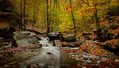A flowing stream winds through a autumn forest with golden foliage and moss-covered rocks.