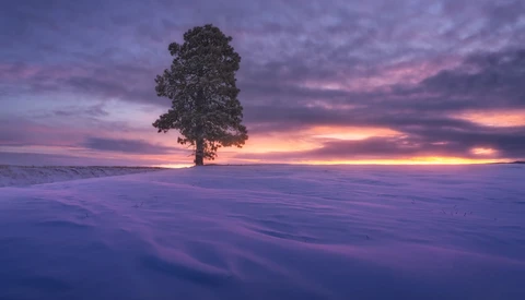 Solitary tree standing in snow-covered landscape beneath purple and gold sunset sky.