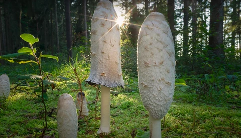 Three white mushrooms of varying sizes growing among green forest plants and moss, backlit by golden sunlight filtering through tall trees.