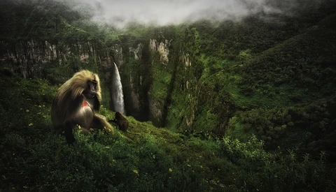 Golden-furred primate perched on moss-covered vegetation overlooking a misty canyon with towering rock formations.