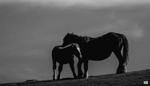Mare and foal silhouetted against stormy sky on open hillside.