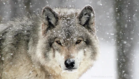 Gray wolf's face covered in snow, gazing directly at camera in falling snow.