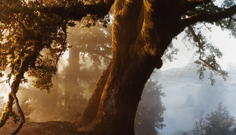 Ancient gnarled tree trunk backlit by golden morning sunlight with misty forest and water visible in the background.