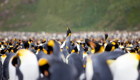Large colony of king penguins with one bird's head raised above the crowded flock.