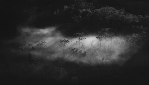 Tall trees emerging from dense fog in a dark, moody forest landscape.