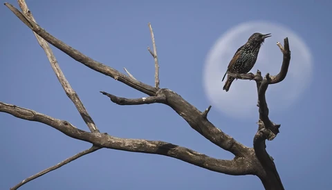 Speckled starling perched on bare branch against blue sky with sun halo.