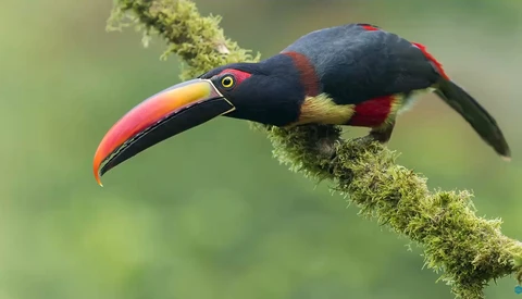 Black toucan with red and yellow beak perched on moss-covered branch.