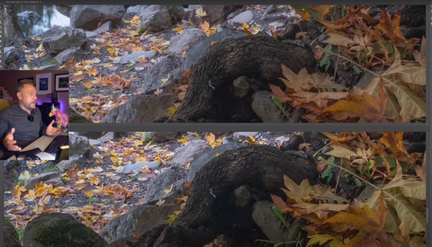 Screenshot showing before-and-after comparison of nature photography with autumn foliage and tree bark.