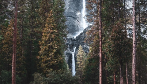 Tall waterfall cascading through a dense forest of evergreen trees with reddish-brown trunks.