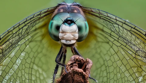 Dragonfly head-on portrait with turquoise eyes and translucent wings against green background.