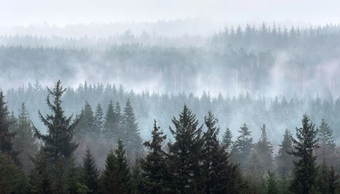 Dense coniferous forest shrouded in layered mist and fog, with evergreen trees fading into atmospheric haze.