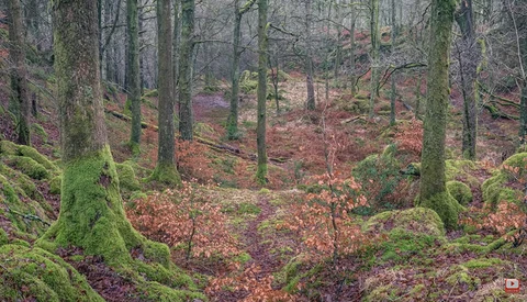 Misty woodland forest with tall trees, moss-covered trunks, and rust-colored fallen leaves carpeting the forest floor.