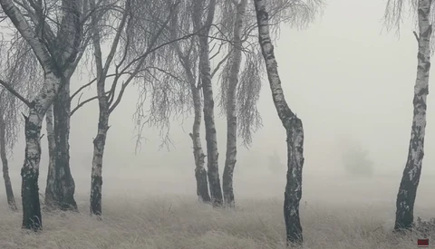 Birch trees in dense fog with bare branches and snow on the ground.