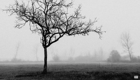 Bare tree standing alone in a misty field with distant trees obscured by fog.
