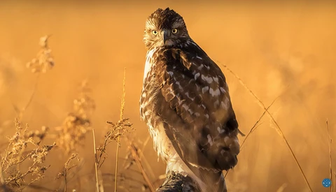 A short-eared owl perched on dry brush, facing the camera with a direct gaze in warm, golden light.