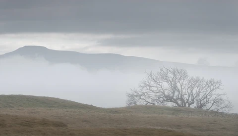 Bare tree in misty moorland with distant mountains obscured by heavy fog.