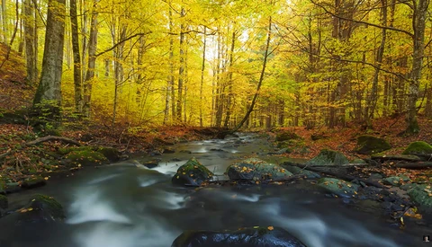 Forest stream flowing through autumn woods with golden canopy and moss-covered rocks.