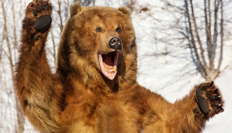 Brown bear standing upright with both paws raised, mouth open, against bare winter trees.