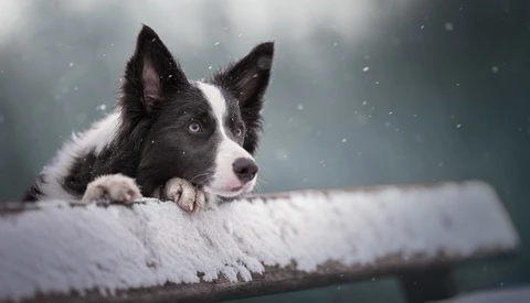 Black and white border collie resting on a snowy surface during falling snow.