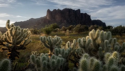 Desert landscape with cholla cacti in foreground and rocky butte formation in background under cloudy sky.