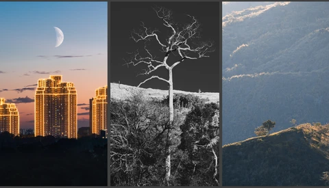 Triptych comparing urban, botanical, and mountainous landscapes with contrasting lighting and composition techniques.