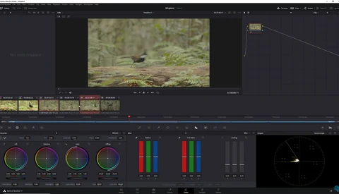 Screenshot of video editing software with color grading interface and forest scene footage.