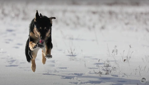 Black and tan dog running toward camera across snow-covered ground.