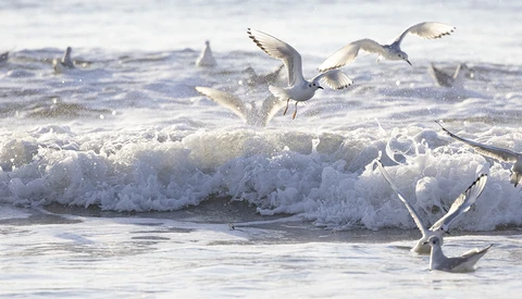 Seabirds in flight over white-capped ocean waves during golden hour.