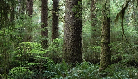 Dense temperate forest with tall conifers, moss-covered trunks, and lush green understory vegetation.