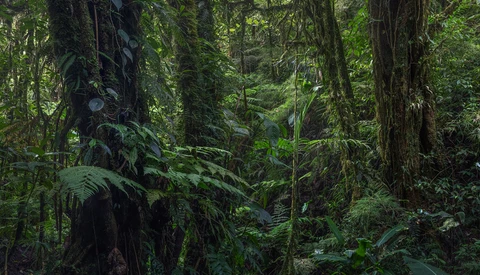 Dense tropical rainforest with towering trees, thick canopy, and lush understory vegetation creating deep shadows.