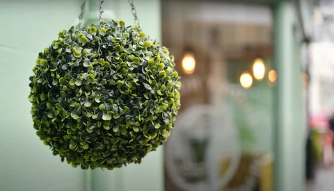 Dense spherical topiary with small green leaves suspended by chain against blurred interior background.