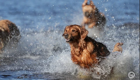 Golden and dark-coated dogs running through shallow ocean waves with water splashing around them.