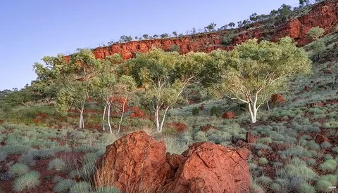 White-barked eucalyptus trees stand among red rocky outcrops in an arid landscape.