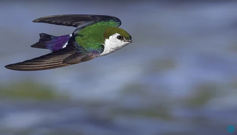 Small hummingbird in flight with green back, white chest, and dark wings against blurred background.
