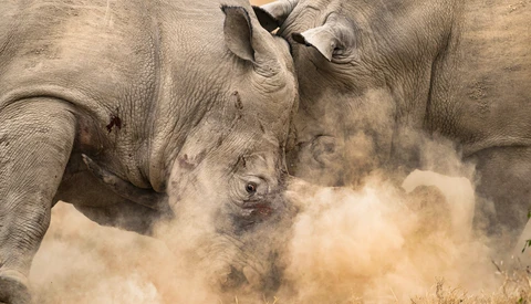 Two rhinos dust bathing in dry earth, creating large clouds of dust around their bodies.