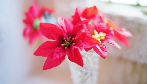 Bright red poinsettia flowers with yellow stamens in a white ceramic vase, with soft blurred background.