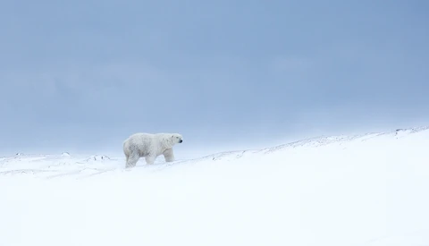 Polar bear walking across a snowy, minimalist landscape under a clear blue sky.