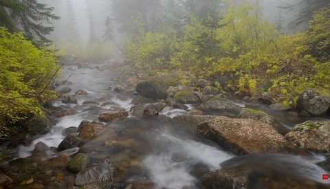 Misty forest stream flowing over moss-covered rocks surrounded by autumn foliage and evergreen trees.
